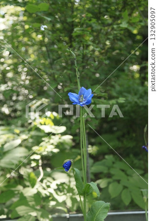 瀧野鈴蘭山坡國立公園綠絨蒿 132905097