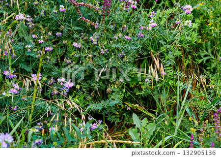 Useful medicinal herbs for health,body care,perfume 132905136