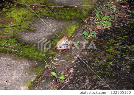 Natural fruit fallen Akebia Natural fruit fallen Akebia 132905190