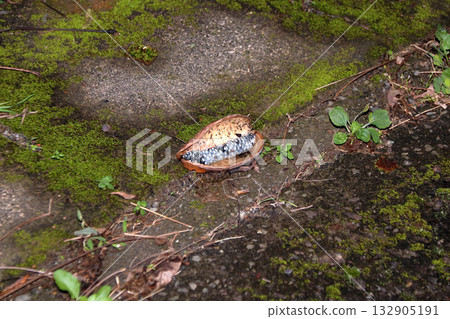 Natural fruit fallen Akebia 132905191