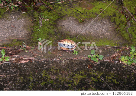 Natural fruit fallen Akebia 132905192