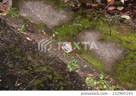 Natural fruit fallen Akebia Natural fruit fallen Akebia 132905193