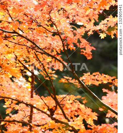 As I mused...Autumn colors As I mused...Autumn colors 132905441