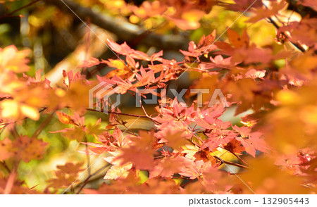 As I mused...Autumn colors As I mused...Autumn colors 132905443