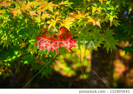 秋季伊始 [長野縣] 132905641