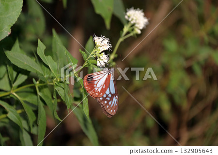 The Chestnut Moon butterfly is a large butterfly with vivid wing patterns that migrates long distances. 132905643