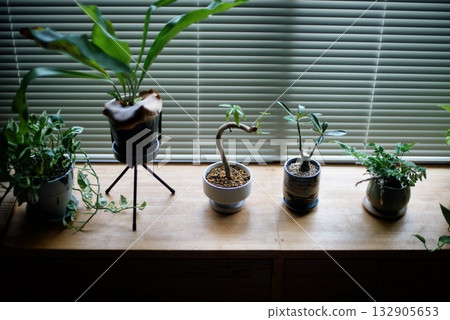 Potted plants lined up on a windowsill Potted plants lined up on a windowsill 132905653