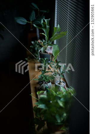 Potted plants lined up on a windowsill Potted plants lined up on a windowsill 132905661