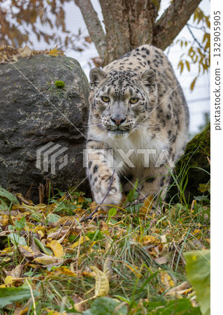 beautiful cat snow leopard - Irbis 132905905