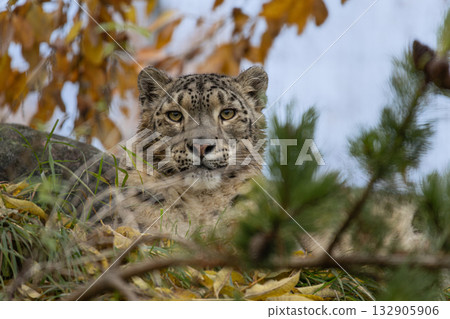 beautiful cat snow leopard - Irbis 132905906