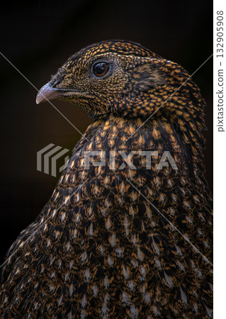 the face of a female Tragopan temminckii Crimson-bellied Tragopan. the face of a female Tragopan temminckii Crimson-bellied Tragopan. 132905908