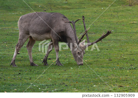 Pere David's deer (Elaphurus davidianus) male Pere David's deer (Elaphurus davidianus) male 132905909