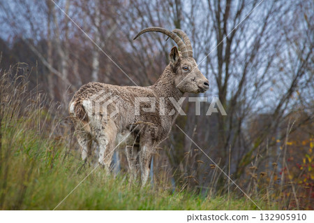 Siberian ibex (Capra sibirica). Wildlife animal. 132905910