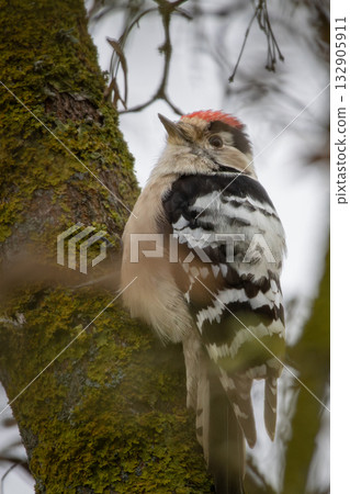 Downy Woodpecker small male 132905911
