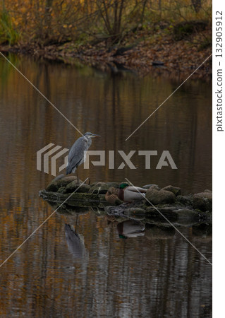 Looking for food in the pond. Mirroring in the water. 132905912