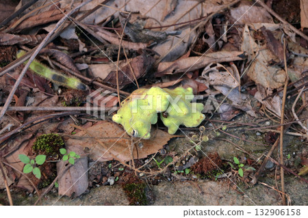 galls gall insects galls fungus fungus galls abnormal growth of plant body gall gall oak insect insects in oak tree 132906158