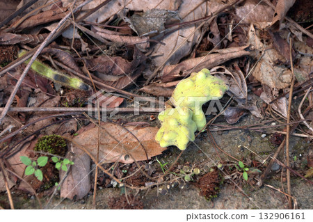 galls gall insects galls fungus fungus galls abnormal growth of plant body gall gall oak insect insects in oak tree galls gall insects galls fungus fungus galls abnormal growth of plant body gall gall oak insect insects in oak tree 132906161