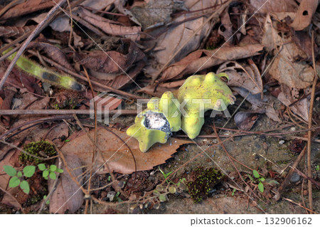 癭 癭蟲 癭真菌 真菌癭 植物體異常生長 癭 橡樹癭昆蟲 橡樹上的昆蟲 132906162