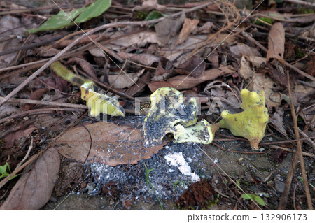 galls gall insects galls fungus fungus galls abnormal growth of plant body gall gall oak insect insects in oak tree 132906173