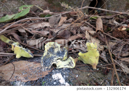 癭 癭蟲 癭真菌 真菌癭 植物體異常生長 癭 橡樹癭昆蟲 橡樹上的昆蟲 132906174