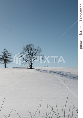Trees on a snowy hill on a sunny winter day 132906677