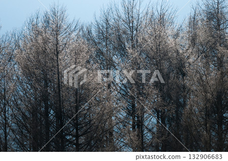 在寒冷的早晨的落葉松林 在寒冷的早晨的落葉松林 132906683