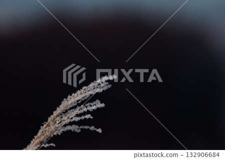 冬天杜鵑花的耳朵 132906684