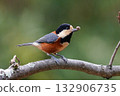 A varied tit perched on a branch with a nut in its mouth 132906735