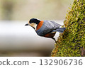 Varied tit perched on a tree trunk 132906736