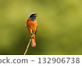 A Daurian Redstart singing at the top of a branch 132906738