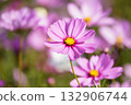 Pink cosmos blooming on a mild autumn day 132906744