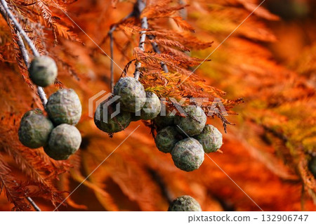 Autumn leaves of bald cedar 132906747