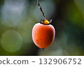 A single persimmon growing on a tree 132906752
