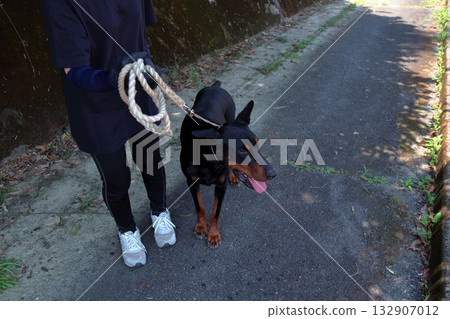 Doberman and owner walking training practice Doberman and owner walking training practice 132907012