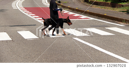 Doberman and owner walking training practice 132907028