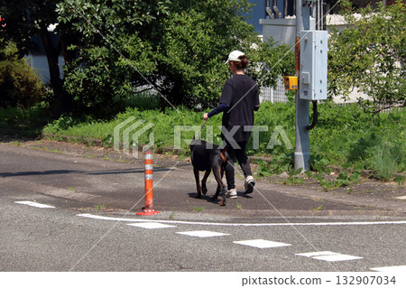 Doberman and owner walking training practice 132907034