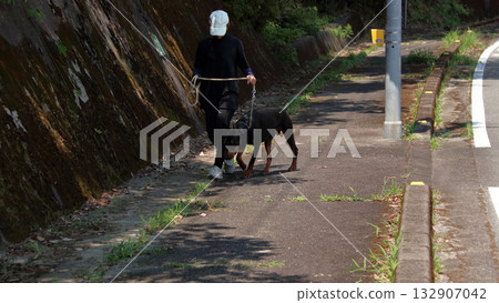 杜賓犬和主人步行訓練練習 杜賓犬和主人步行訓練練習 132907042