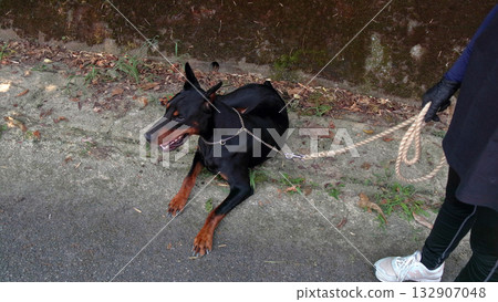 杜賓犬和主人步行訓練練習 132907048