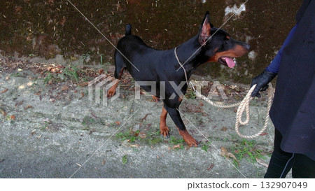Doberman and owner walking training practice Doberman and owner walking training practice 132907049