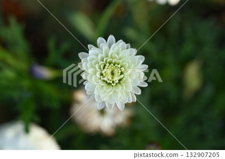 從上方看的白色絨球菊花 從上方看的白色絨球菊花 132907205