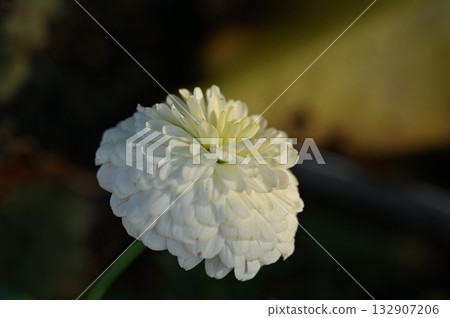 White Zinnia Flower in Soft Sunlight White Zinnia Flower in Soft Sunlight 132907206