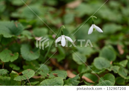 Two Snowdrop Flowers Emerging from the Greenery, Green 132907208