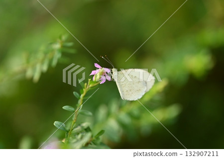 Small White Butterfly on a Purple Flower, 132907211