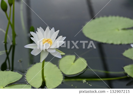 White Water Lily Floating on Dark Water White Water Lily Floating on Dark Water 132907215