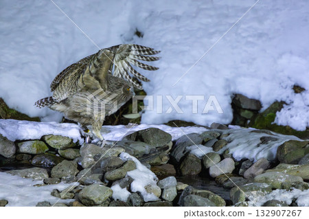一隻毛腿漁鴞捕到一條魚,然後飛離一條被雪覆蓋的河流。 一隻毛腿漁鴞捕到一條魚,然後飛離一條被雪覆蓋的河流。 132907267