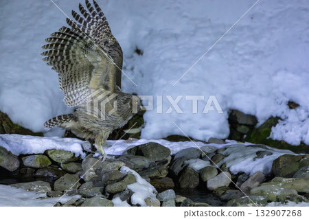 一隻毛腿漁鴞捕到一條魚,然後飛離一條被雪覆蓋的河流。 一隻毛腿漁鴞捕到一條魚,然後飛離一條被雪覆蓋的河流。 132907268