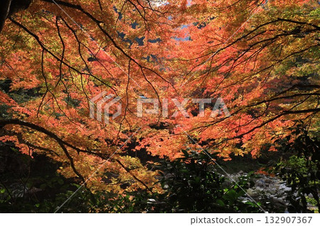 Okutsu Gorge - Autumn leaves at their best 132907367
