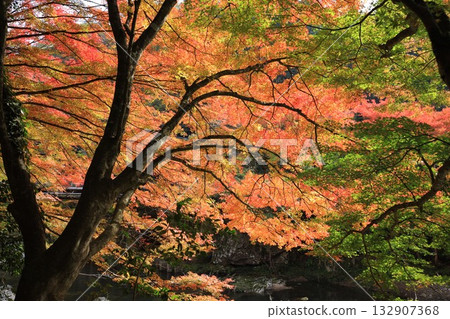 Okutsu Gorge - Autumn leaves at their best 132907368