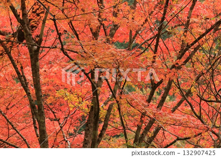 Okutsu Gorge - Autumn leaves at their best Okutsu Gorge - Autumn leaves at their best 132907425