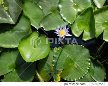 Blue Tropical Water Lily in a Pond, Blue tropical water lily surrounded by water lily leaves 132907553